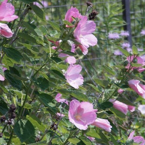 May include: A close-up of a flowering bush with large, light pink flowers. The flowers have a delicate, papery texture and are surrounded by green leaves. A wire fence is visible in the background.