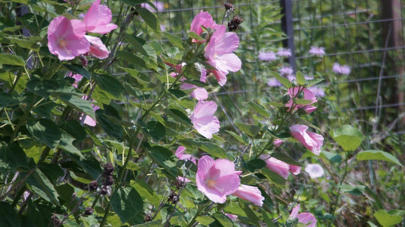 May include: A close-up of a flowering bush with large, light pink flowers. The flowers have a delicate, papery texture and are surrounded by green leaves. A wire fence is visible in the background.