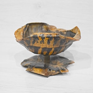 Tortoise shell, True turtle shell, Natural turtle shell, Land tortoise shell