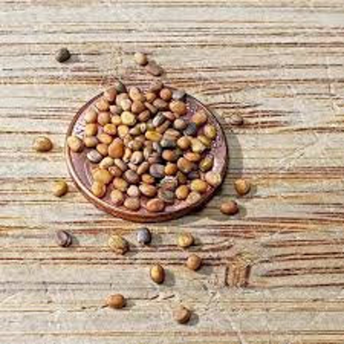 Rocket seeds grow indoors outdoors in pots heirloom Etsy