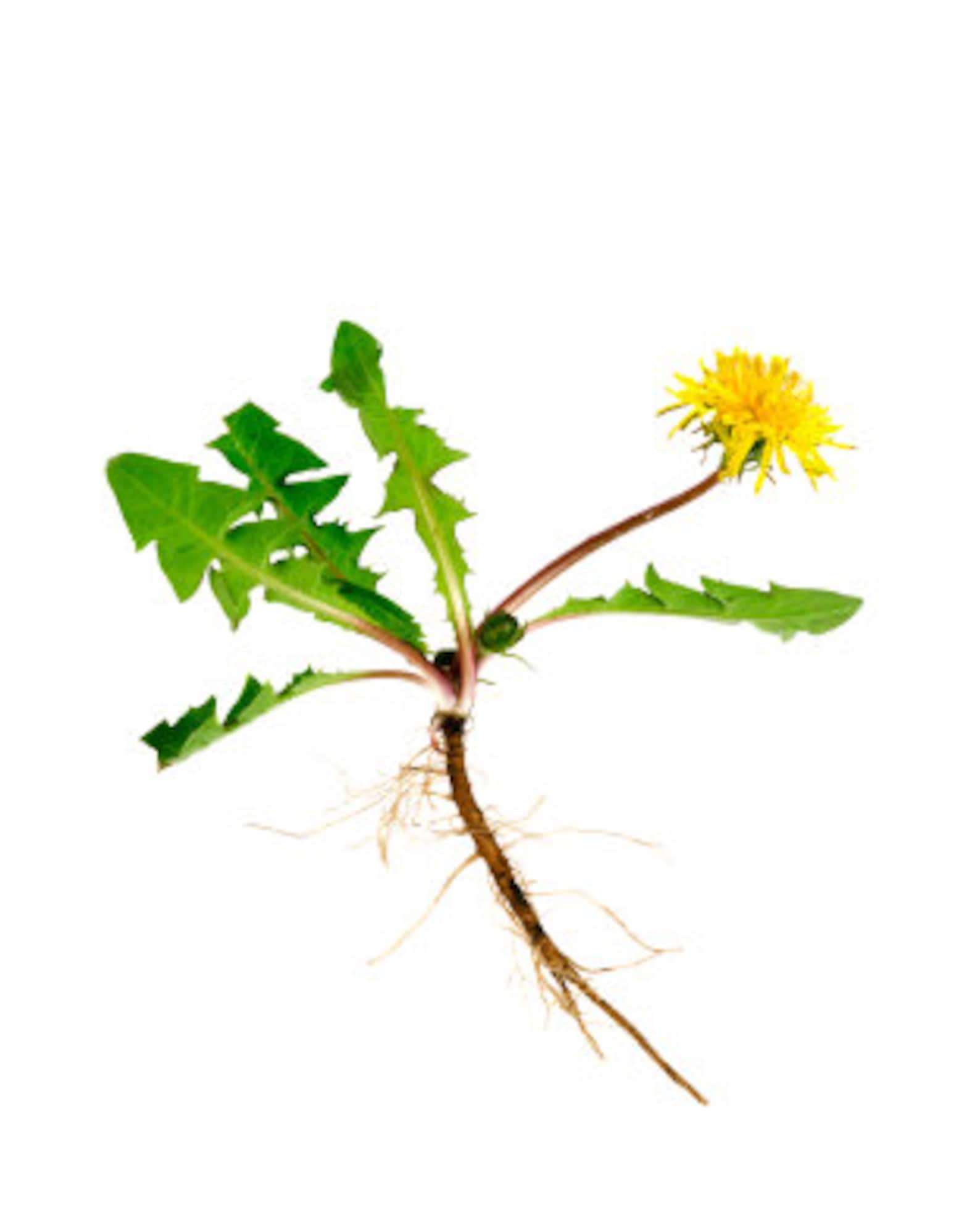 Dandelion Root Etsy