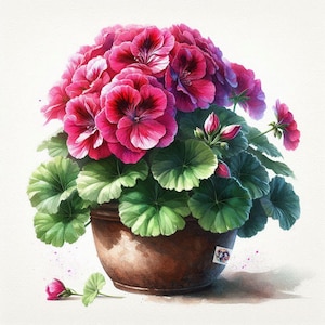 10 Watercolor Geranium Clip Art Images, JPG