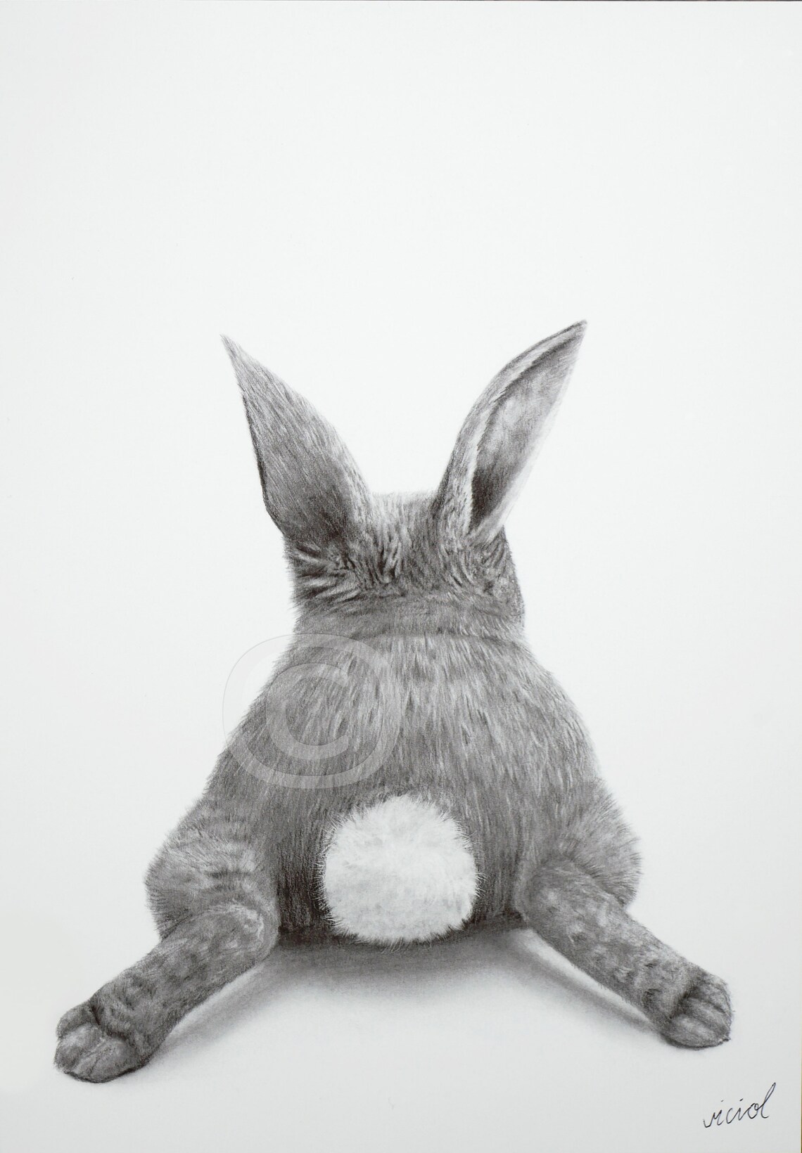 Bunny Bum Graphite Drawing Print A3 A4 A5 Signed by Artist - Etsy