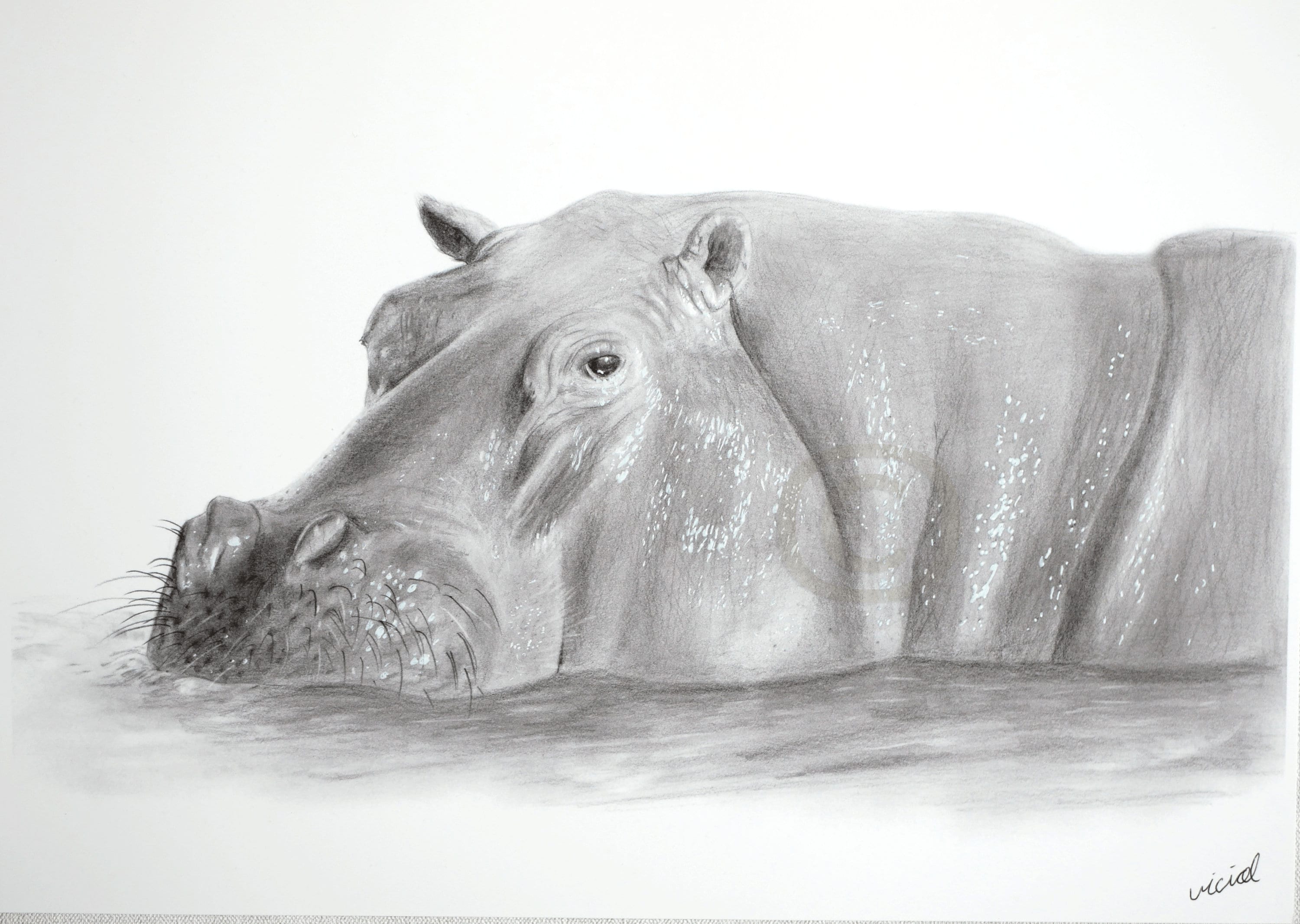 Hippo Drawing Print A3 A4 A5 Signed by Artist Home Etsy UK