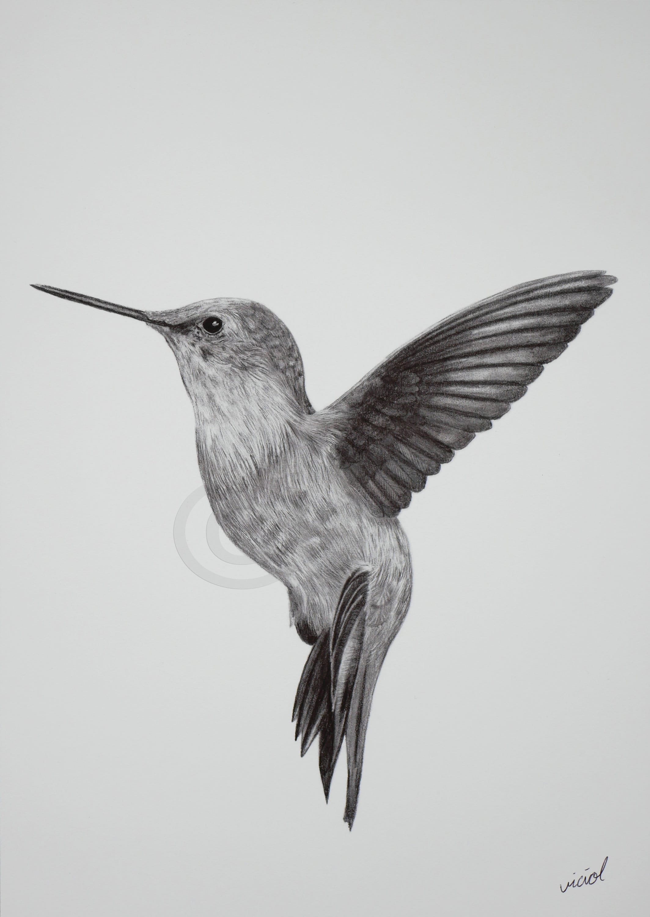 Hummingbird Drawing  How to draw a hummingbird  PRB ARTS