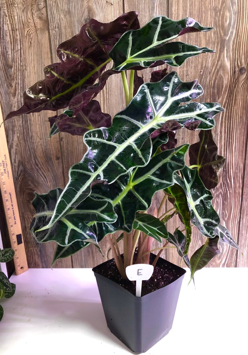 Alocasia Amazonica African Mask Plant 6 inch Pot Live Etsy