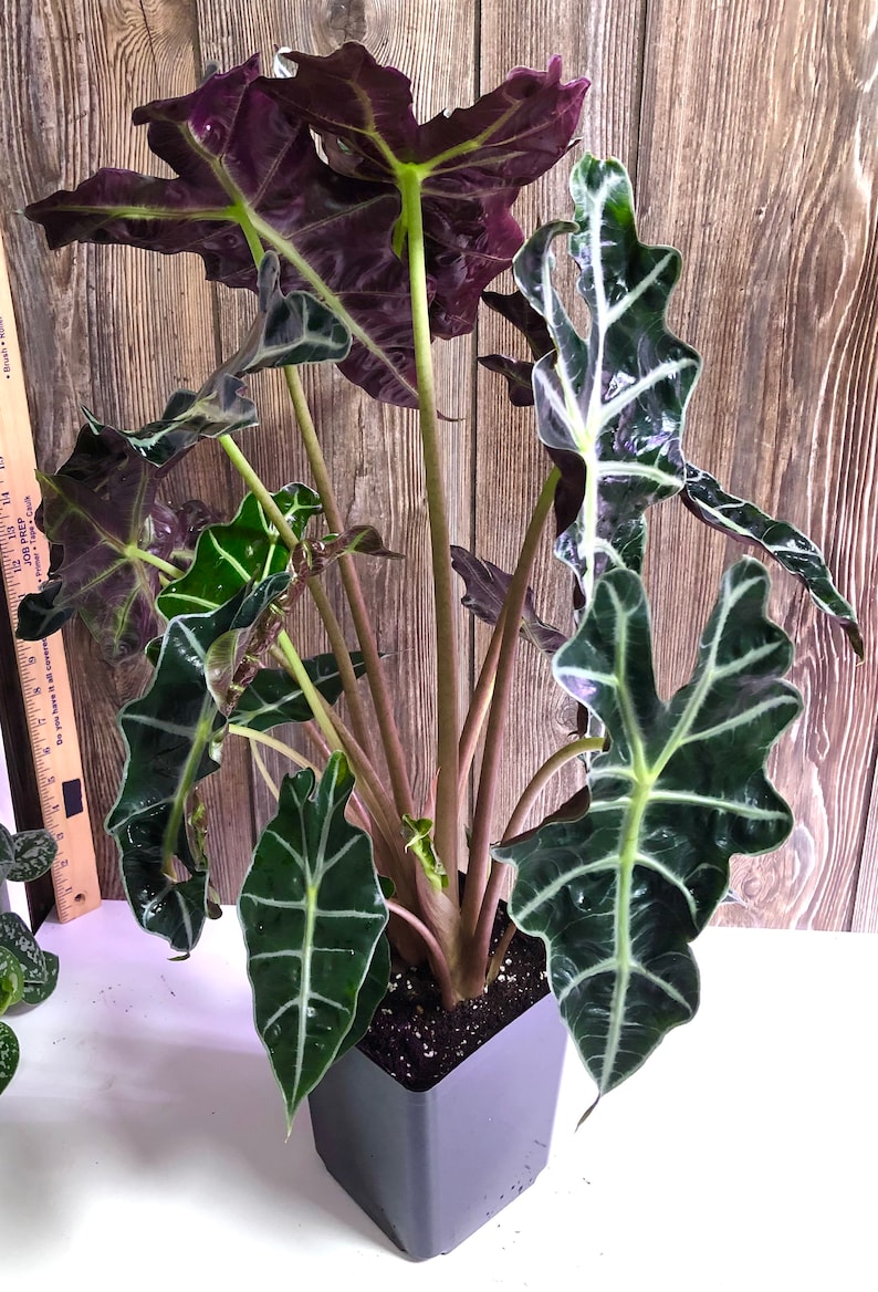 Alocasia Amazonica African Mask Plant 6 inch Pot Live Etsy