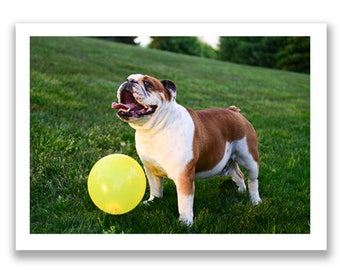 English Bulldog Birthday Postcard