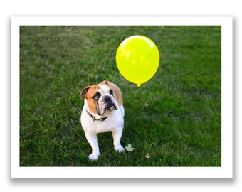 English Bulldog - Birthday Postcard