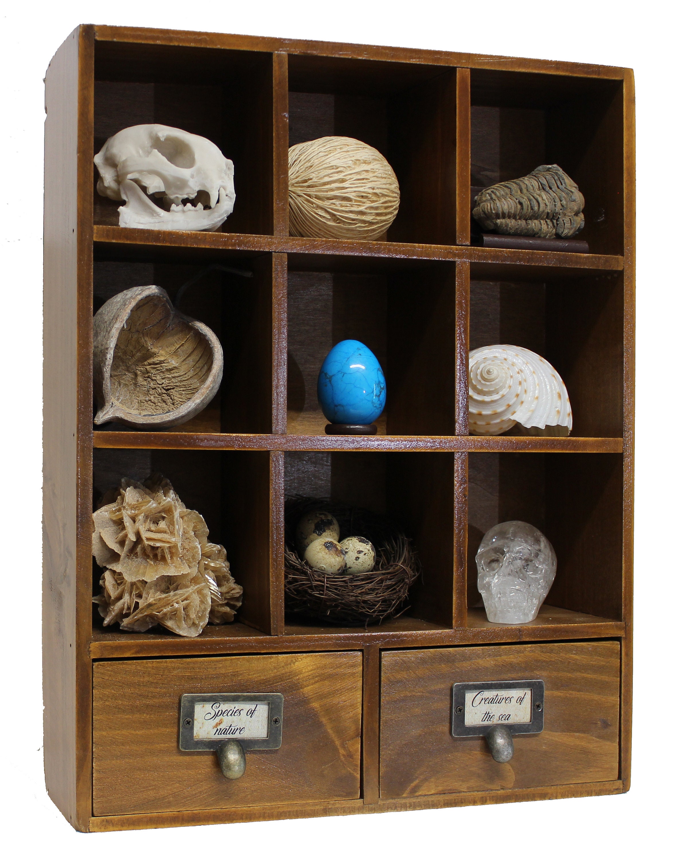 Cabinet of Curiosities: A New Book Opens Centuries-Old