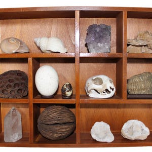 Cabinet of curiosity / Curiosity Box / Curiosity Cabinet / Curiosities and Oddities Vintage / Cabinet of Curiosities / Cabinet of Curiosities III