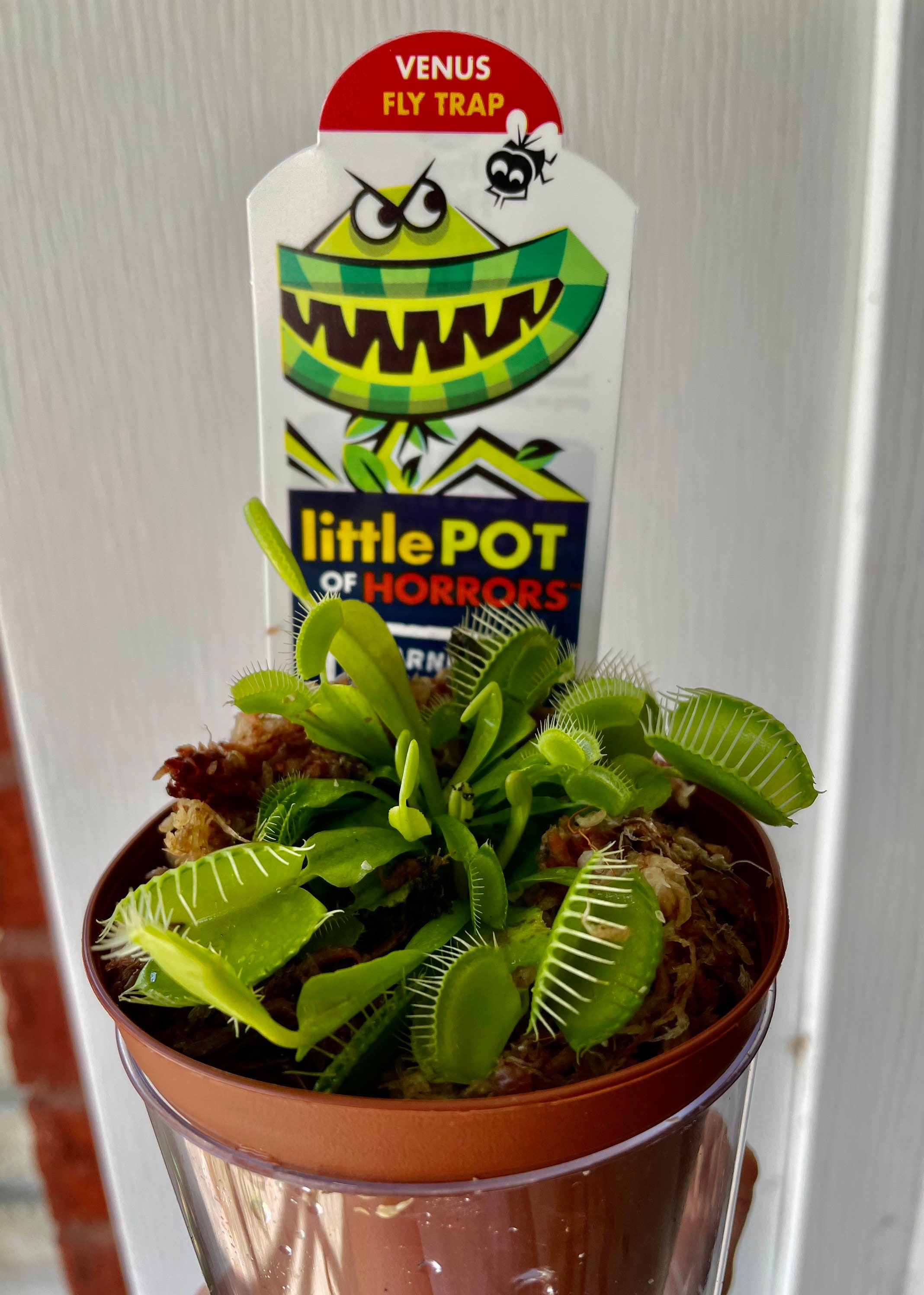 3 Venus Fly Trap w/ care tag Etsy