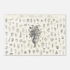 Vintage Botanical Prints, Herbs, Flowers, and Plants of America - Premium Matte Paper Poster