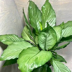 6” Platinum Mist Peace Lily - Spathiphyllum “Platinum Mist”