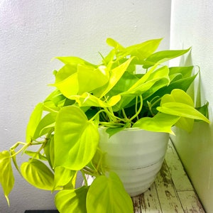 6 Lemon Lime Philodendron Neon Philodendron - Etsy