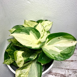 4” Manjula Pothos Epipremnum aureum “Manjula”