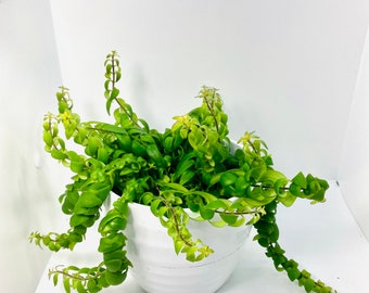 6” Curly Lipstick plant- Aeschynanthus Radicans