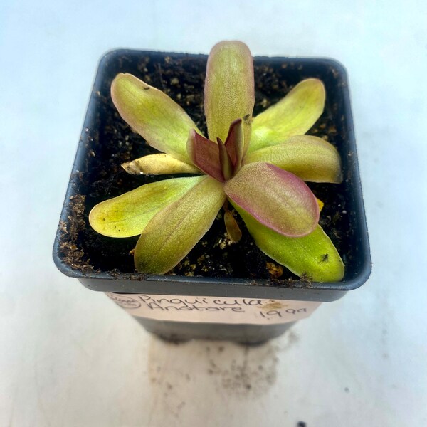 Pinguicula Antares