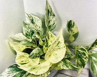 6” Snow Queen Pothos- Epipremnum Aureum “Snow Queen”