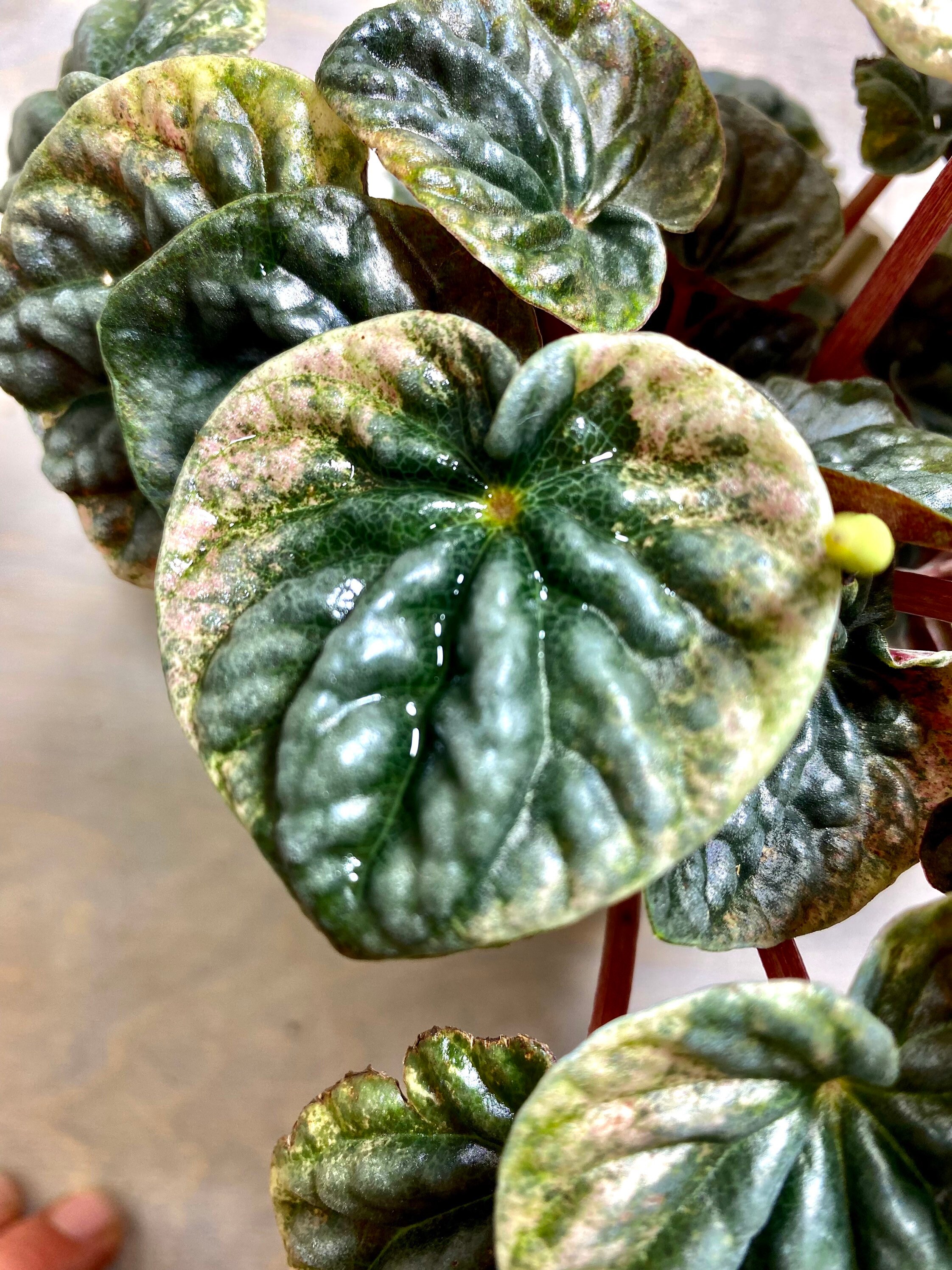 4 Peperomia Abricos Etsy Ireland 4 Peperomia Abricos Etsy Ireland