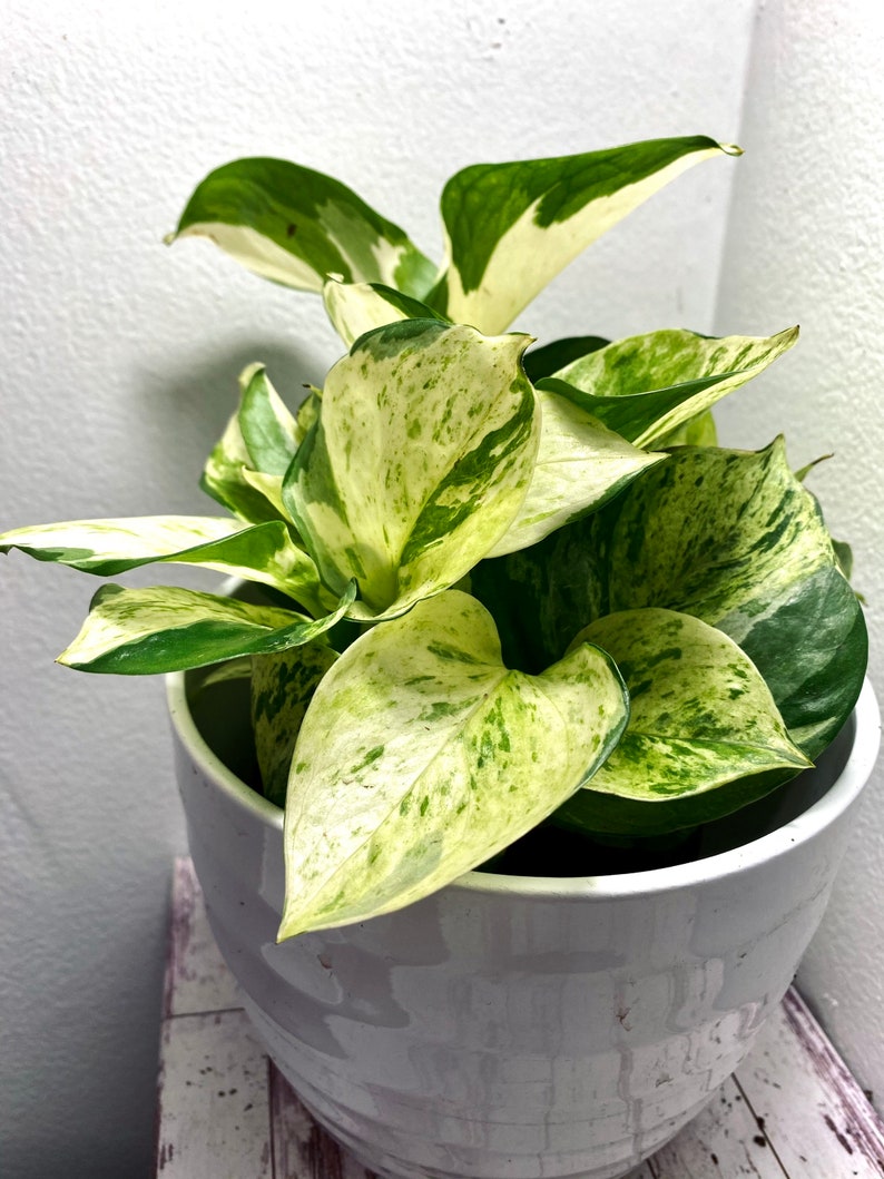 Manjula Pothos Epipremnum aureum “Manjula”