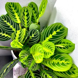 6” Lemon Lime Maranta “Prayer Plant”