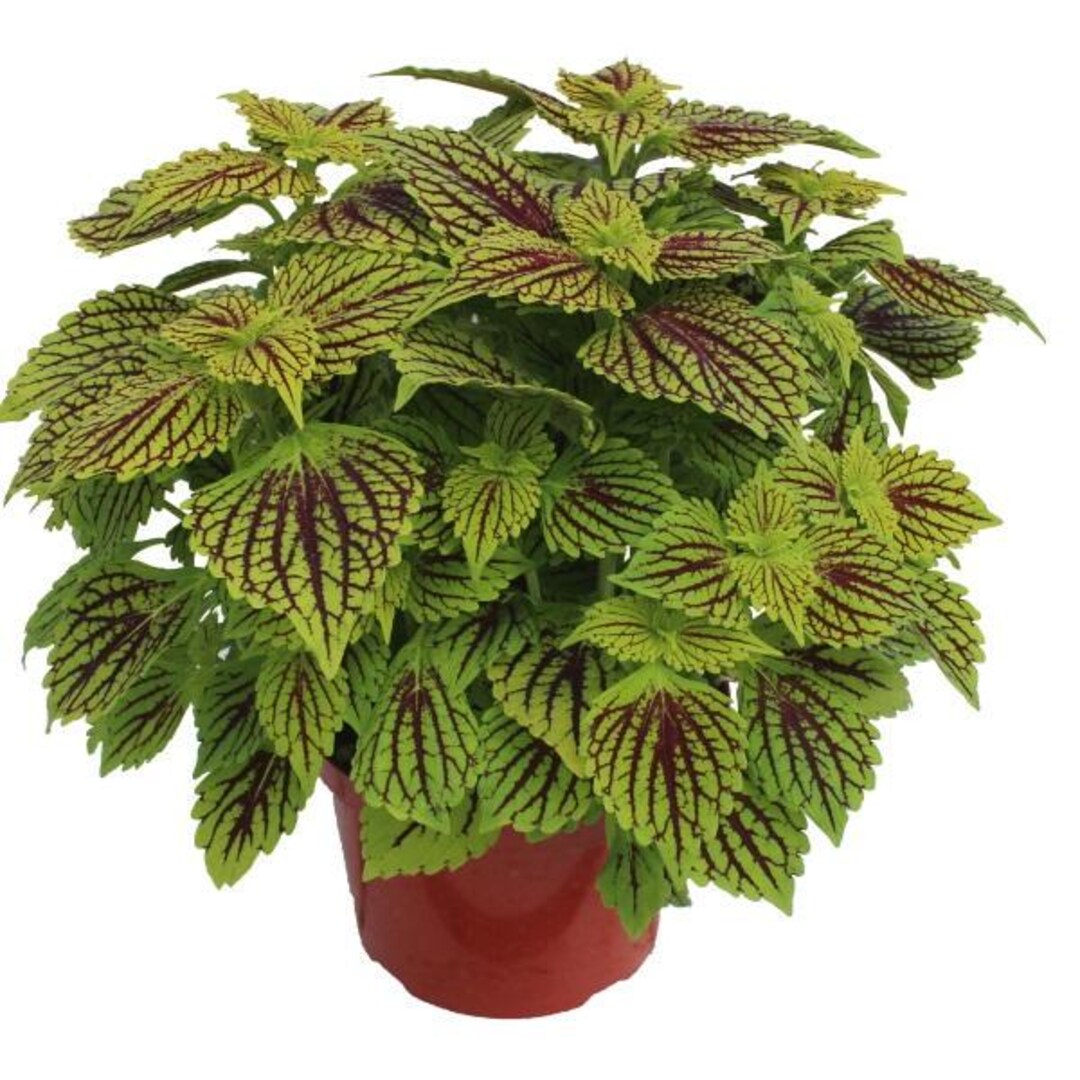 Coleus Terrascape Solar Fire X5 or X1 Live Plant Plugs Grow Your Own ...