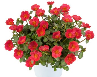 Portulaca Pazzaz Tropical Punch x5 or x1  Moss Rose Live Plant Plugs Grow Your Own Garden