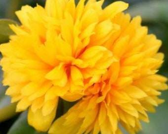 Portulaca ColorBlast Double Yellow x5 or x 1 Live Plant Plugs Grow Your Own Garden