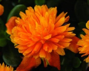 Portulaca ColorBlast Double Orange ×5 or x1 Live Plant Plugs Grow Your Own Garden