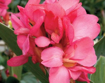 Canna Lily Tropical Rose x4 o x1 Tapones para plantas vivas Cultiva tu propio jardín Hojas verdes