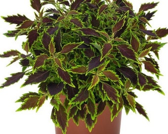 Coleus Downtown Nashville x5  or x1 Live Plant Plugs Grow Your Own Garden