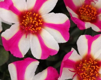 Portulaca ColorBlast Pink Lady x5 or x1 Live Plant Plugs Grow Your Own Garden