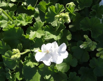 Geranio Calliope White x4 o x1 Tapones para plantas vivas Cultive su propio jardín