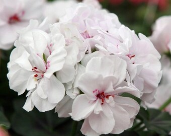 Geranium Ivy Great Balls of Fire White x4 or x1 Live Plant Plugs Grow Your Own Garden Trailing