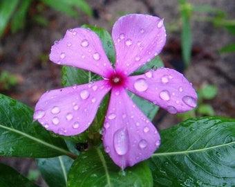 Catharanthus (vinca) Soiree Kawaii Blueberry Kiss x5 or x1  Live Plant Plugs Grow Your Own Garden