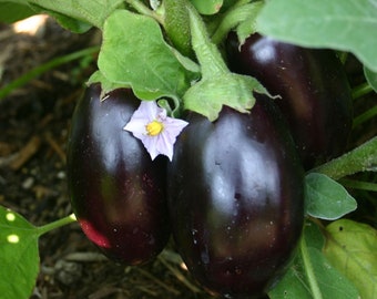 Aubergine bébé x5 ou x1 plantes vivantes en mottes pour faire pousser votre propre jardin