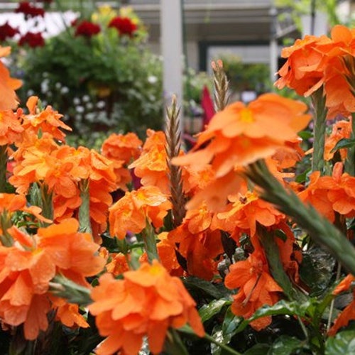 Crossandra Orange Marmalade Starter live plant plugs container garden 5