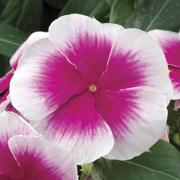 Vinca Nirvana Cascade Pink Splash x5 or x1 Live Plant Plugs Grow Your Own Garden