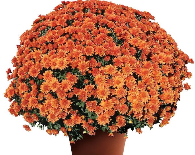 Chrysanthemum Mum Yoder Makenna Orange X4 or X1 Live Plant Plugs Fall