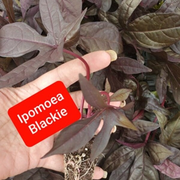 Ipomoea Blackie x4 or x1 Live Plant Plugs Gothic Garden Black leaves Sweet Potato Vine