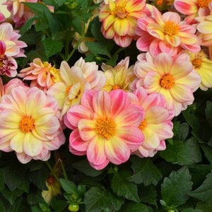 Dahlia Dalaya Pink Lemon x4 or x1 Live Plant Plugs Grow Your Own Garden