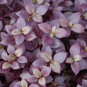 May include: A dense cluster of small, oval-shaped leaves in shades of deep purple and magenta. The foliage features a smooth texture with some lighter, pale green to cream-colored centers near the stems, creating a vibrant, layered botanical pattern.