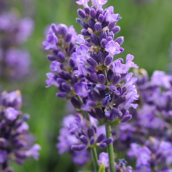 Lavandula Super Blue Lavender x4 or x1 Live Plant Plugs Grow Your Own Garden