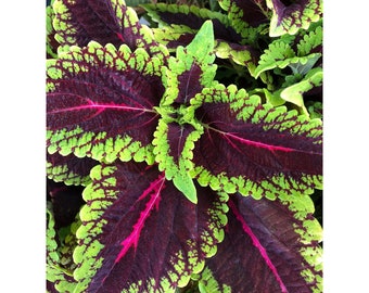 Coleus Alligator Alley Main Street Series x5 or x1  Live Plant Plugs Grow Your Own Garden