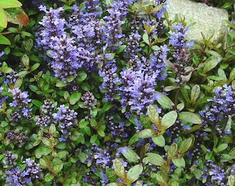 Ajuga Chocolate Chip x5 or x1 Plant Plugs Live Plants Garden