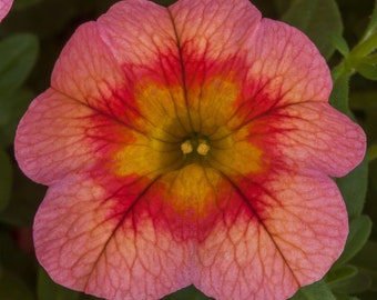 Calibrachoa Mystery x7 Color Mix Live Plant Plugs Grow Your Own Garden Vibrant Colors Mini Petunia