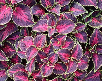 Coleus Main Street Orchard Road x5  or x1 Live Plant Plugs Grow Your Own Garden