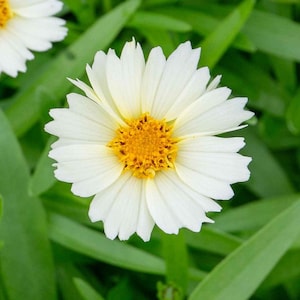 May include: Close-up of a white daisy-like flower with a bright yellow center. The petals are white and slightly notched at the tips. The flower is surrounded by green leaves and stems, creating a natural, vibrant scene.