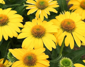 Echinacea Sombrero Lemon Yellow x4 or x1 Live Plant Plugs Grow Your Own Herb Garden Coneflower Attract Pollinators